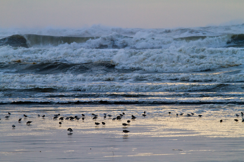 Sanderling And Dunlin In Surf